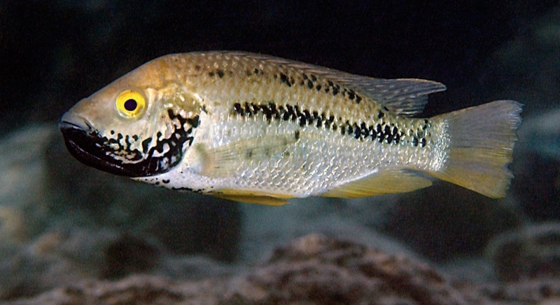 Oreochromis shiranus 'Machili Island'